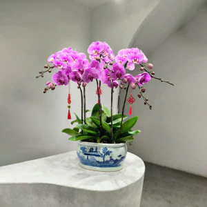 Ngoc Han