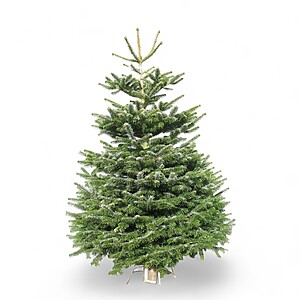 Tree Fresh Denmark A