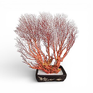 Coral Natural Coral Natural