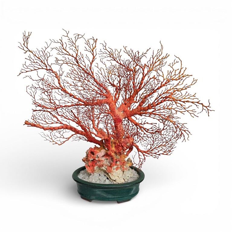 Coral Natural Coral Natural