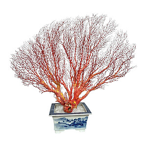 Coral Natural Bluwhiplntr Coral Natural Bluwhiplntr